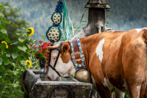 Almabtrieb ([ceremonial driving down of cattle from the mountain pastures into the valley ) in Upper Bavaria with drinking cow at the water trough, Ramsau, Berchtesgaden, Bavaria, Almabtrieb ([ceremonial driving down of cattle from the mountain pastures into the valley ) in Upper Bavaria with drinking cow at the water trough, Ramsau, Berchtesgaden, Bavaria,